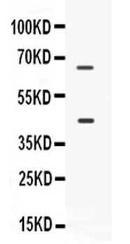 CD33 Antibody
