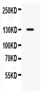 CDCP1 Antibody