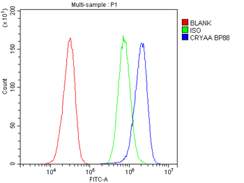 Alpha A Crystallin/CRYAA Antibody