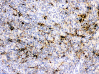 Anti-Alpha A Crystallin/CRYAA Antibody
