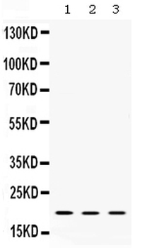 Anti-Alpha A Crystallin/CRYAA Antibody