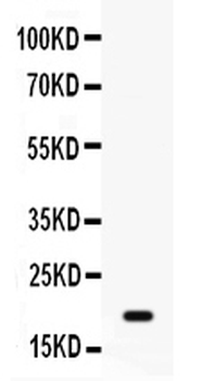 GADD45A Antibody