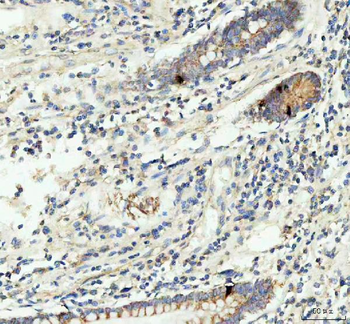 GIP Rabbit Polyclonal Antibody