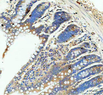 GIP Rabbit Polyclonal Antibody