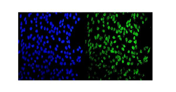 Anti-MEF2A Antibody