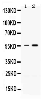 Anti-MEF2A Antibody