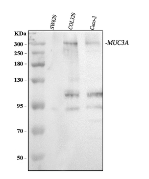 MUC3/MUC3A/MUC3B Rabbit Polyclonal Antibody