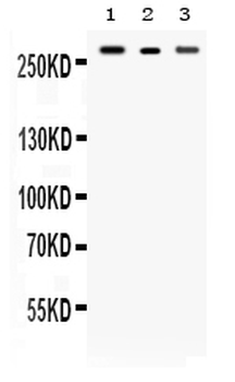 Talin 2/TLN2 Antibody