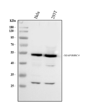 XIAP Antibody