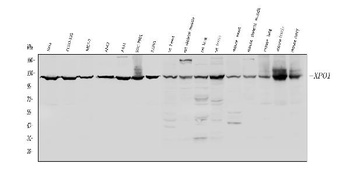 CRM1/XPO1 Antibody
