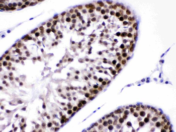 CRM1/XPO1 Antibody