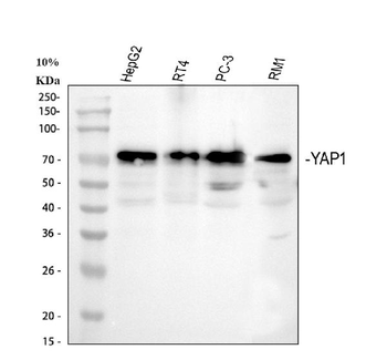Anti-YAP1 Antibody