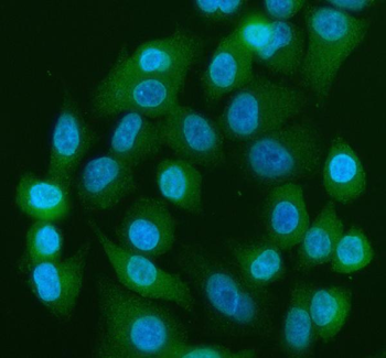 Anti-YAP1 Antibody