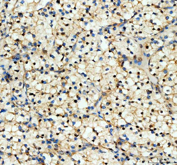 Anti-YAP1 Antibody
