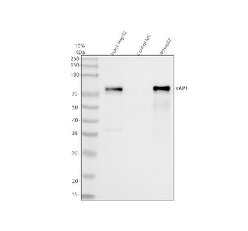 Anti-YAP1 Antibody