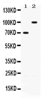 ZP1 Rabbit Polyclonal Antibody