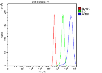 Anti-Alpha Actinin 4/ACTN4 Antibody