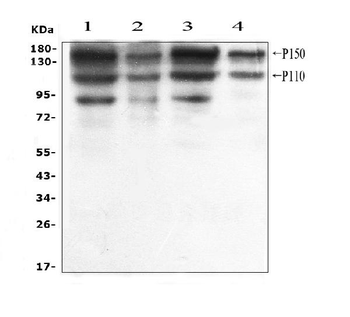 Anti-ADAR1 Antibody