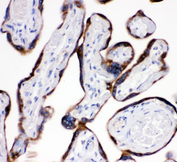 Anti-AEBP2 Antibody