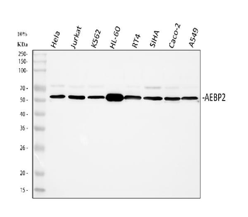 Anti-AEBP2 Antibody