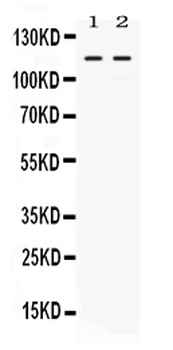 Argonaute 4/AGO4 Antibody