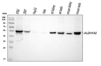 ALDH1A2 Antibody