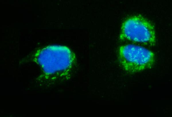 Anti-AMHR2 Antibody