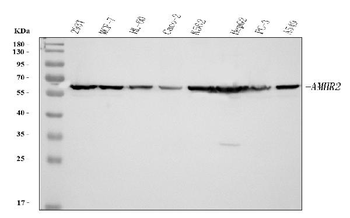 Anti-AMHR2 Antibody