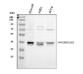 APOBEC3G Antibody