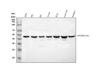 Anti-APOBEC3G Antibody