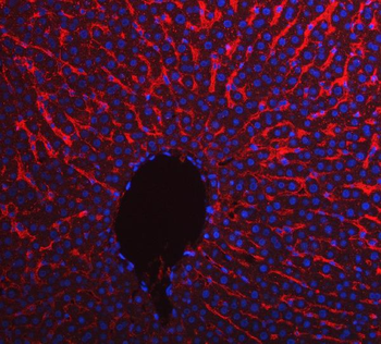 Anti-Apolipoprotein E/APOE Antibody
