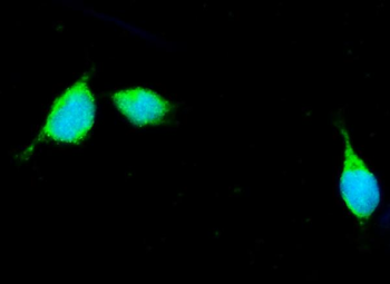 Anti-Apolipoprotein E/APOE Antibody
