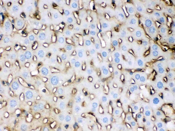 Anti-Apolipoprotein E/APOE Antibody