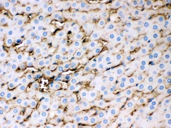 Anti-Apolipoprotein E/APOE Antibody