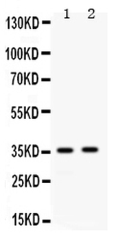 Anti-Apolipoprotein E/APOE Antibody