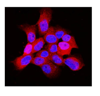 Anti-ARF6 Antibody
