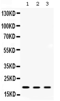 Anti-ARF6 Antibody