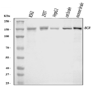 Bcr Rabbit Polyclonal Antibody