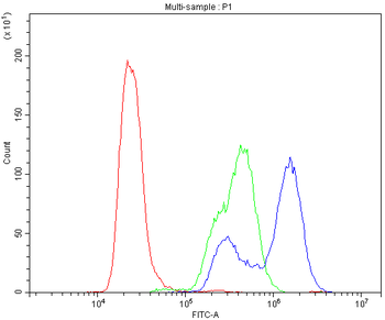 Anti-Carbonic Anhydrase II/CA2 Antibody