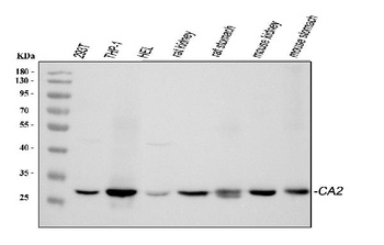 Carbonic Anhydrase II/CA2 Antibody