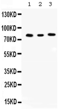 Anti-Cyclin T1/CCNT1 Antibody