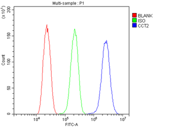 Anti-TCP1 beta/CCT2 Antibody