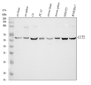 Anti-TCP1 beta/CCT2 Antibody