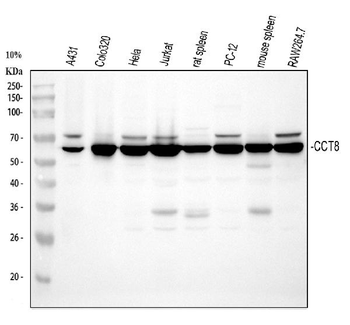 Anti-TCP1 theta/CCT8 Antibody