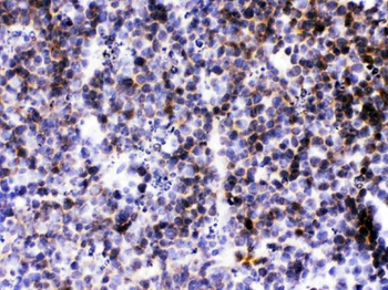BCA1/CXCL13 Antibody