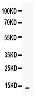 BCA1/CXCL13 Antibody