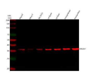 Anti-DDAH1 Antibody