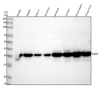 Anti-DDAH1 Antibody