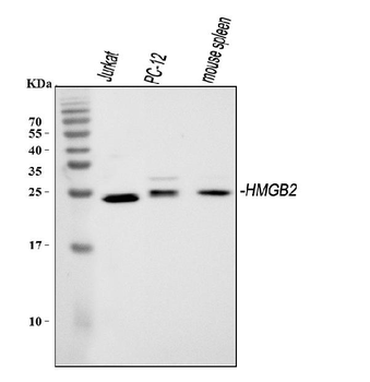 Anti-HMGB2 Antibody
