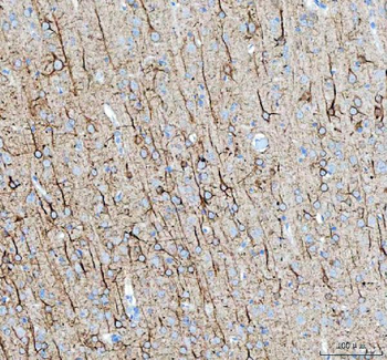 Anti-Alpha Internexin/INA Antibody